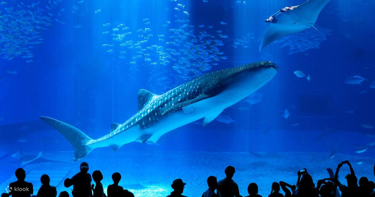 美ら海水族館チケット３枚セット 美ら海水族館 入場券 チケット 大人3枚｜Yahoo!フリマ（旧PayPayフリマ）